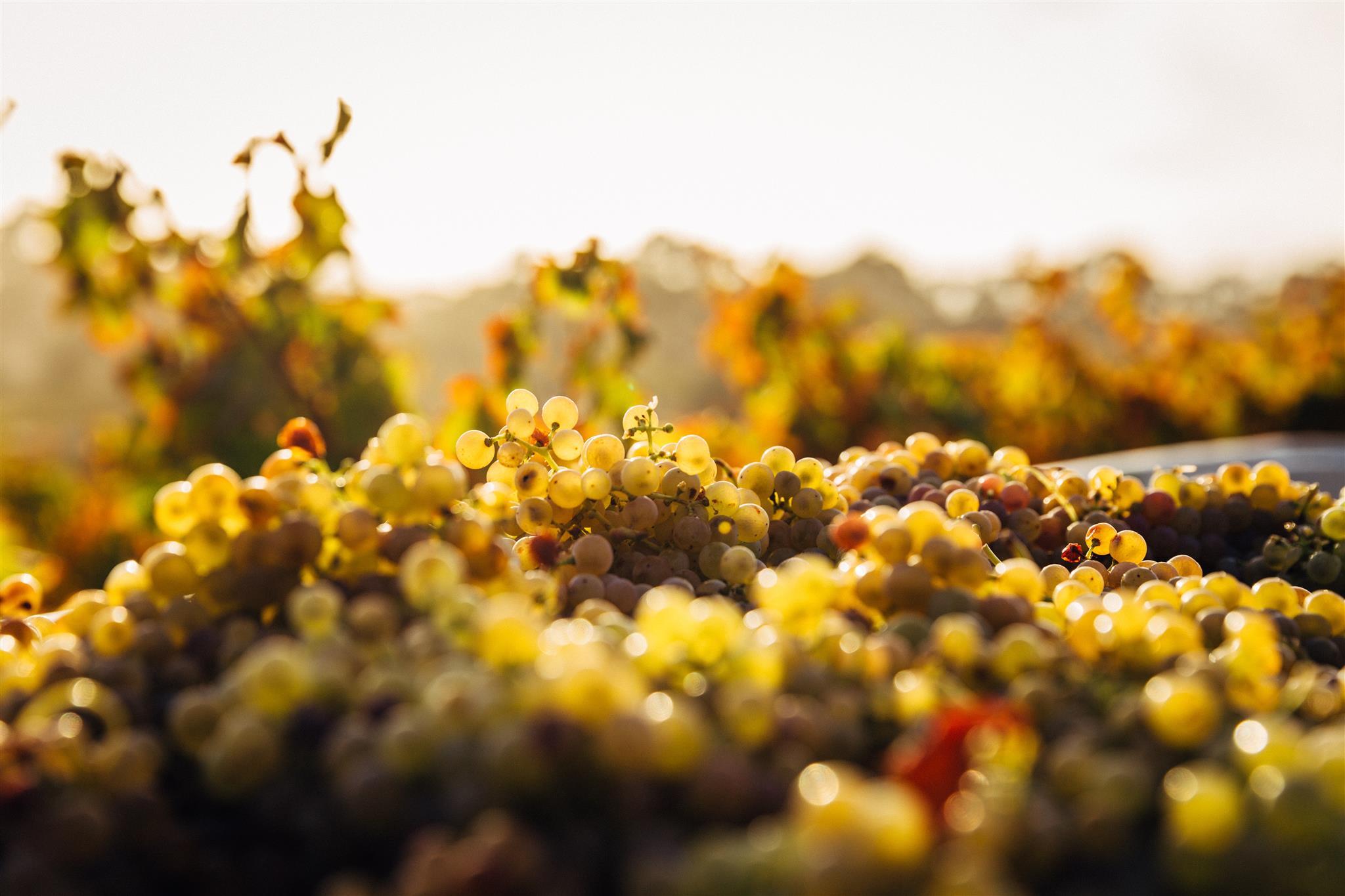 Authentic wine from island Krk – Vrbnička Žlahtina