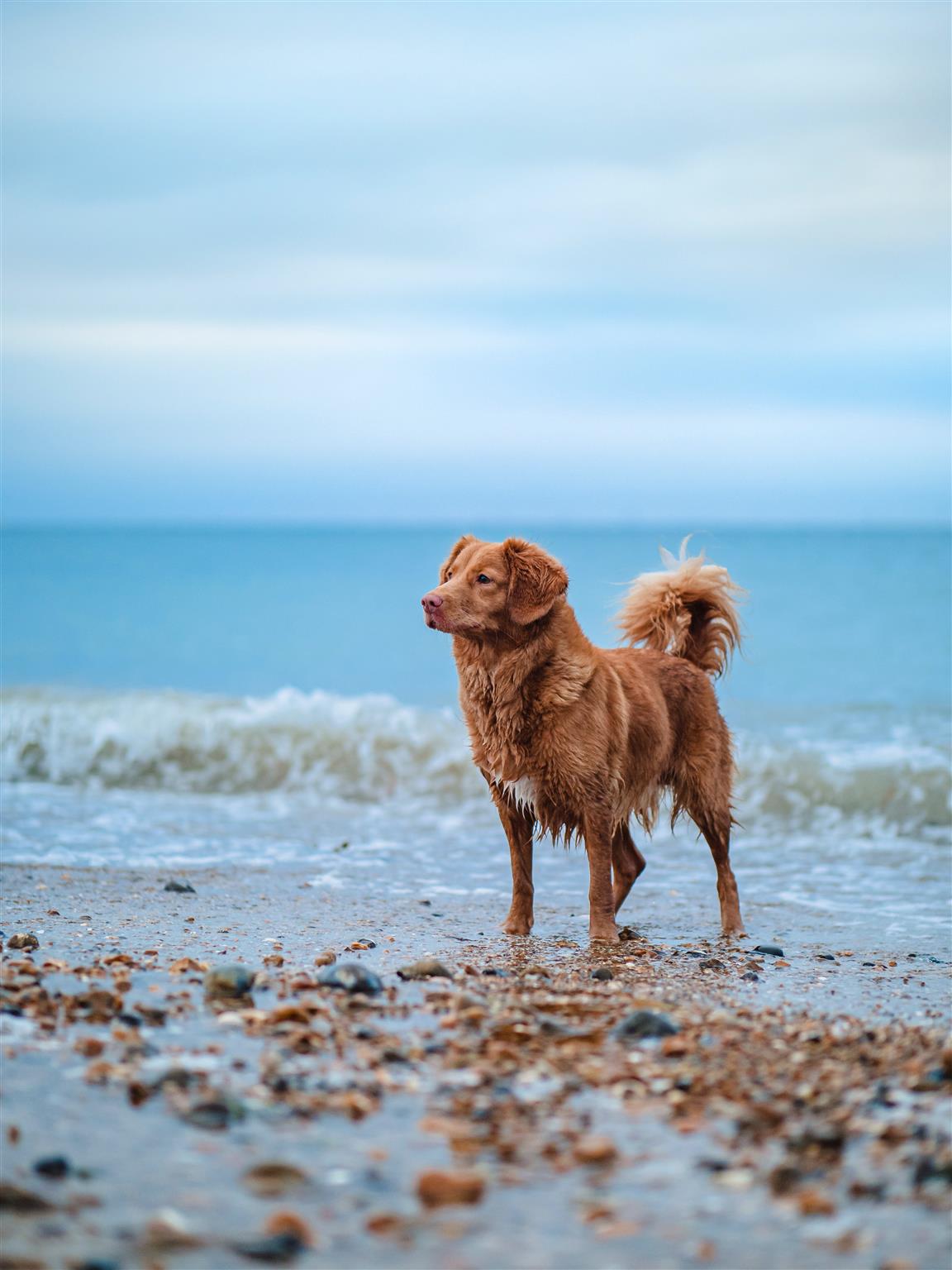 Dog Friendly
