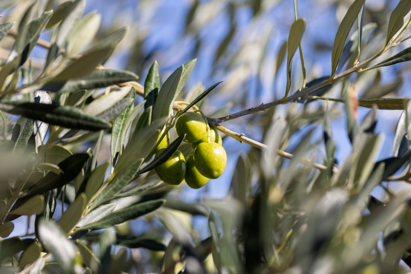 Otok Krk: Raj za ljubitelje oljk in oljčnega olja