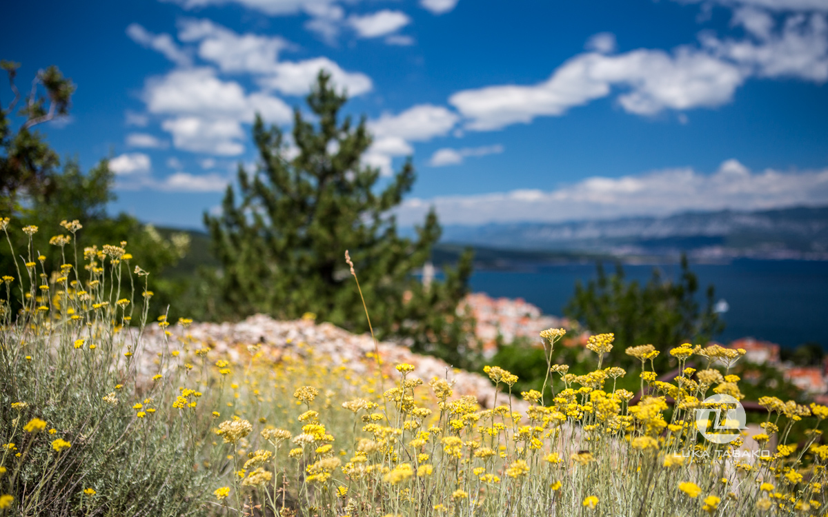 Nasadi laškega smilja